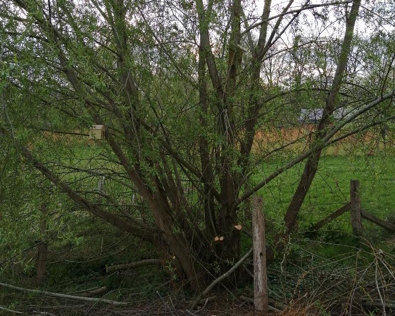 Accueil de la faune